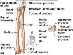 Lecture 10 Axial Skeleton Ii And Appendicular Skeleton Human Anatomy And Physiology Medical Anatomy Medical