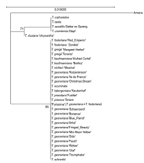 Phylogenetic Tree Constructed From Trnk Sequences Of 14 Species Tulips Download Scientific Diagram