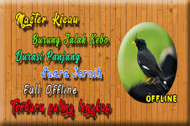 Самые новые твиты от xlr (@jalak_kebo18): Updated Download Suara Burung Jalak Kebo Mp3 Jalak Kebo Gacor Android App 2021 2021