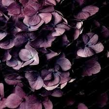 We did not find results for: Beautiful Hydrangea Flores Bonsai Plant For Home Garden Have Various Color Hot Sale 20pcs Bag Dark Flowers Beautiful Hydrangeas Plants