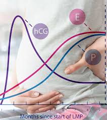 Progesterone During Pregnancy What Happens If Its Level Is