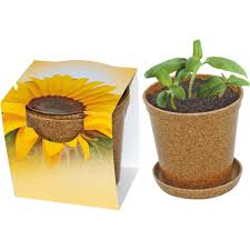 Planting and spacing for growing sunflower in pots. Mini Sunflower In Biodegradable Pot Giftup