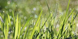 Spt ~ di atas daun prb selalu berubah (maksud, niat, tujuan); 30 Kata Mutiara Tentang Embun Cocok Buat Motivasi Dan Caption Di Media Sosial Bola Net