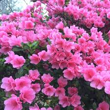 Vigoro 3 5 Lb Azalea Camellia And Rhododendron Plant Food 124248 The Home Depot Flower Landscape Rhododendron Plant Azaleas Garden