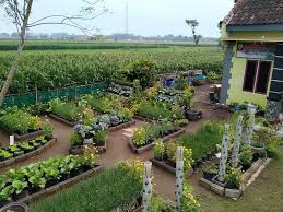 Kelebihan dan keuntungan punya kebun minimalis 1 m² di rumah. Kebun Mini Tepi Rumah