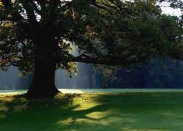 Spending Some Time Sitting Under A Big Shady Tree Watch The People Passing Me By Indigo Perfectsummer Tree Shade Trees Shady Tree