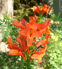 Image result for Tecomaria capensis