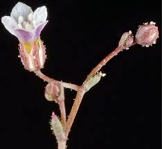 Image result for Micromeria