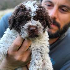 Join millions of people using oodle to find puppies for adoption, dog and puppy listings, and other pets adoption. Lagotto Romagnolo Home Facebook