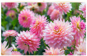 Beautiful free photos for your desktop. 26 Types Of Pink Flowers Tips Pictures Proflowers Blog