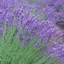 We did not find results for: Do Cat Repellent Plants Actually Work The Scaredy Cat