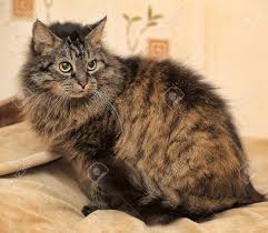 Check out our fluffy brown kitten selection for the very best in unique or custom, handmade pieces from our shops. Beautiful Fluffy Brown Cat Stock Photo Picture And Royalty Free Image Image 33316605