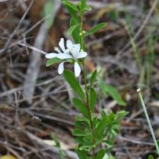 Image result for Turraea obtusifolia