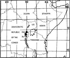 Image result for Eggelingia ligulifolia