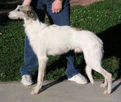 Appalachian Greyhounds Introduced By Claybrook Rare Dog Breeds Greyhound Dog Breeds