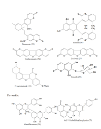 Image result for Gnidia goetzeana