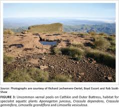 Image result for Styppeiochloa gynoglossa