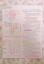 Let S Struggle Together Ah Yes The Glorious Kidney Nursing School Notes Nursing School Tips Medical School Studying