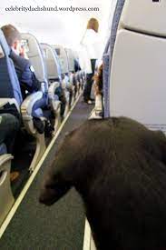 Flying With A Small Dog Crusoe The Celebrity Dachshund Crusoe The Celebrity Dachshund Dachshund Flying Dog