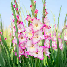 Image result for Gladiolus bellus