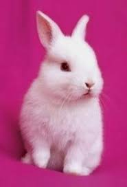 pretty rabbit rabbitsareawesome sevimli hayvan yavrulari hayvan resimleri bebek tavsanciklar