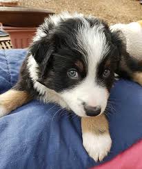 We did not find results for: Australian Shepherd Breeders Texas