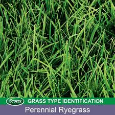 Getting grass seed to grow requires the proper conditions for seed germination, time and patience. Scotts 3 Lbs Turf Builder Perennial Ryegrass Mix Seed 18260 The Home Depot