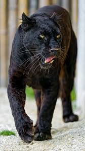 People are fascinated by these animals. Blacky Walking And Showing His Tongue Animals Animals Wild Animals Beautiful