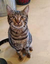 Find your new best friend today! Tony Is A 9 Month Old Tabby Kitten He Is Affectionate With People And Other Cats He Is Neutered Vaccinated And House Animal Welfare League Tabby Kitten Pets