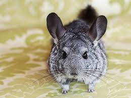 Also included is a 75 page care binder, treats, chew sticks, blue cloud dust, a dust bath house, and either a hanging chew toy or a fleece hammock. How To Care For A Pet Chinchilla