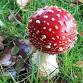 Fungal Walk event image