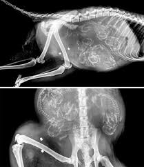 Fascinating X Ray Images Of Pregnant Animals Bellies In 2020 Pregnant Cat X Ray Radiology Humor