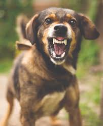 One of the most important key that one can do to socialize an. What Causes Aggressive Dog Behavior Whole Dog Journal