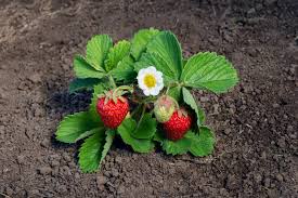 It has small yellow flowers rather than the larger. A Guide To Strawberry Flowers Workshopedia
