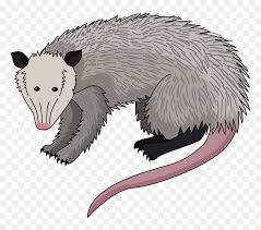 Possum Clipart Cartoon Hd Png Download Vhv 2,746 transparent png illustrations and cipart matching cartoon characters. possum clipart cartoon hd png