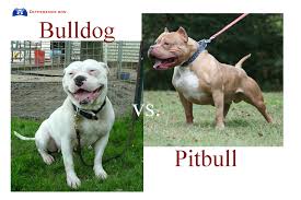 American Bulldog Vs Pitbull Difference Google Search Pitbulls American Bulldog Bulldog