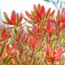 The Texturologist On Instagram Leaves Of Leucadendron An Australian Native Leucadendron Leaves Bush Plant Hello Hello Plants Plants Australian Plants