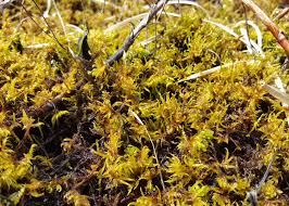 Image result for Wahlenbergia paludicola