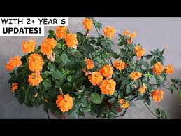 Image result for Crossandra
