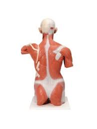 Female head and torso muscles 3d model. Life Size Human Muscle Torso Model 27 Part 3b Smart Anatomy