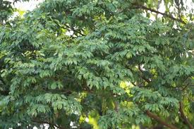 Image result for Cordia millenii