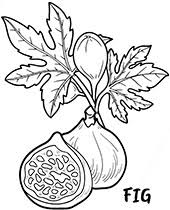 Submitted 21 days ago by tunmunda. Fruit Coloring Pages For Children Topcoloringpages Net