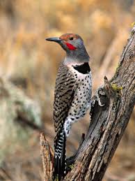 Northern Flicker Brown Bird With Red Spot On Back Of Head Northern Flicker Oregon Usa Photographic Print Charles Sleicher Art Com Northern Flicker Beautiful Birds Woodpecker