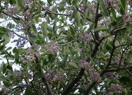 Image result for Philenoptera