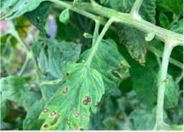 Image result for tomato seedling xanthomonas vesicatoria