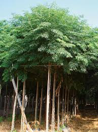 Image result for Melia azedarach