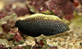 Moyeri leopard wrasse (macropharygondon moyeri). Macropharyngodon Wrasse Chris Reef
