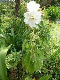 Image result for Dissotis princeps