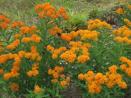 Pin On Colorful Perennials