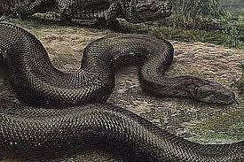 Meet The Snakes Of The Mesozoic And Cenozoic Eras Snake Prehistoric Pictures